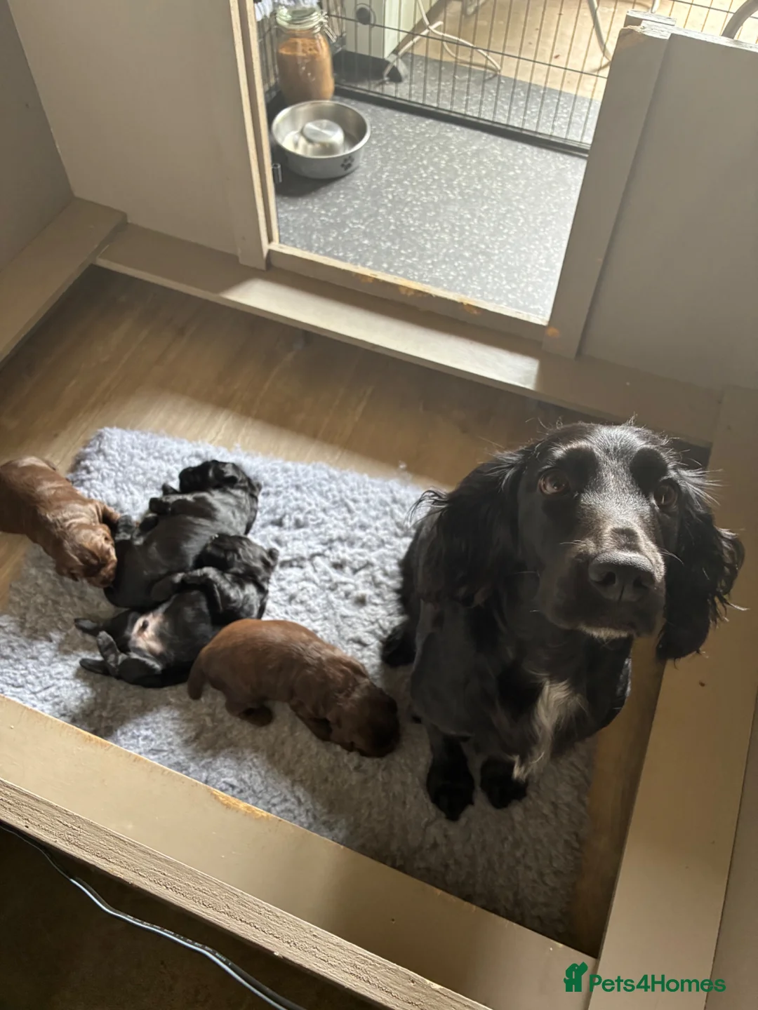 Cocker Spaniel dogs for sale: Working cocker spaniel puppy - Advert 2