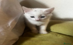 Domestic Shorthair cats for sale: Beautiful all white boy  - Image 1