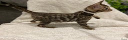 Bengal cats for sale: - Brown & Silver Bengals—Experienced Homes Only - Advert 18