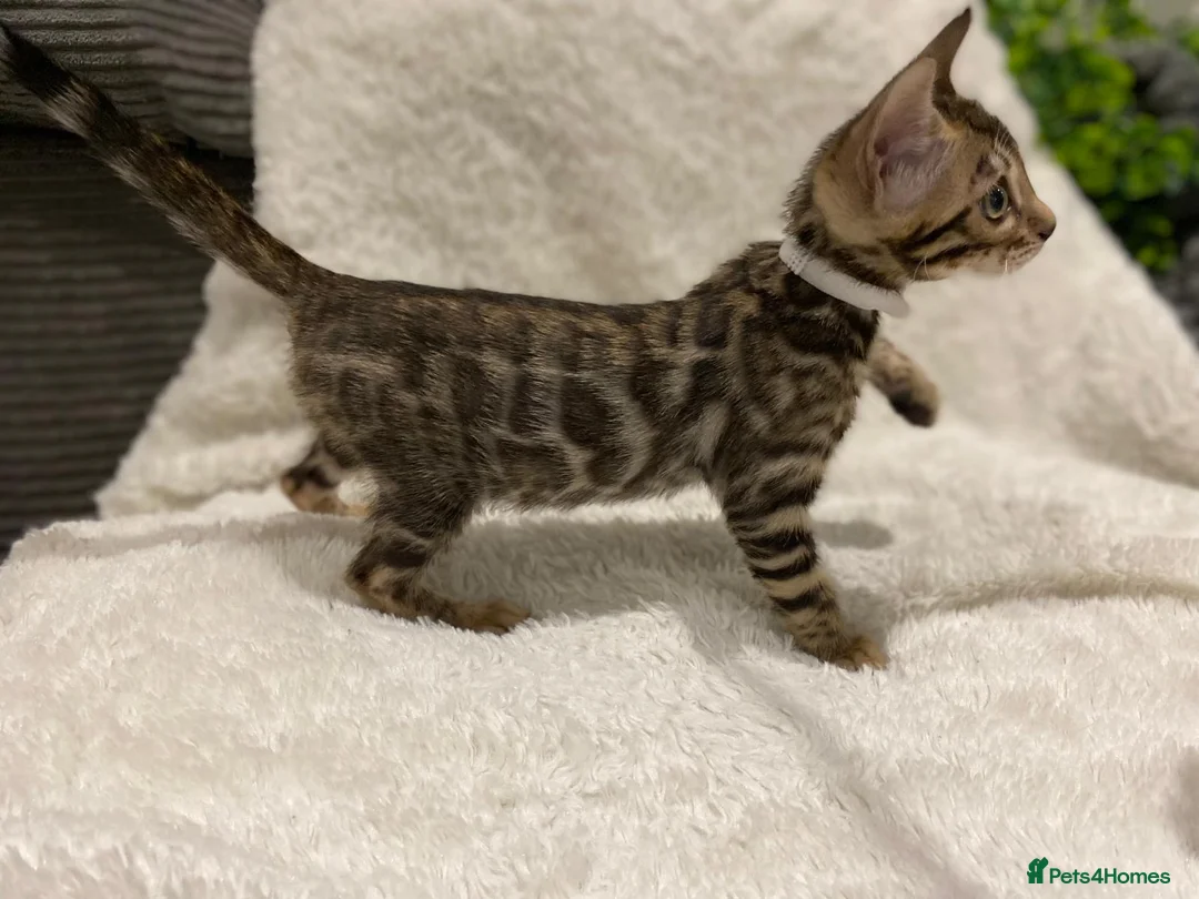 Bengal cats for sale: - Brown & Silver Bengals—Experienced Homes Only - Advert 18