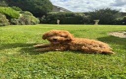 Toy Poodle dogs for sale: Toy poodle puppies looking for their forever home  - Image 15