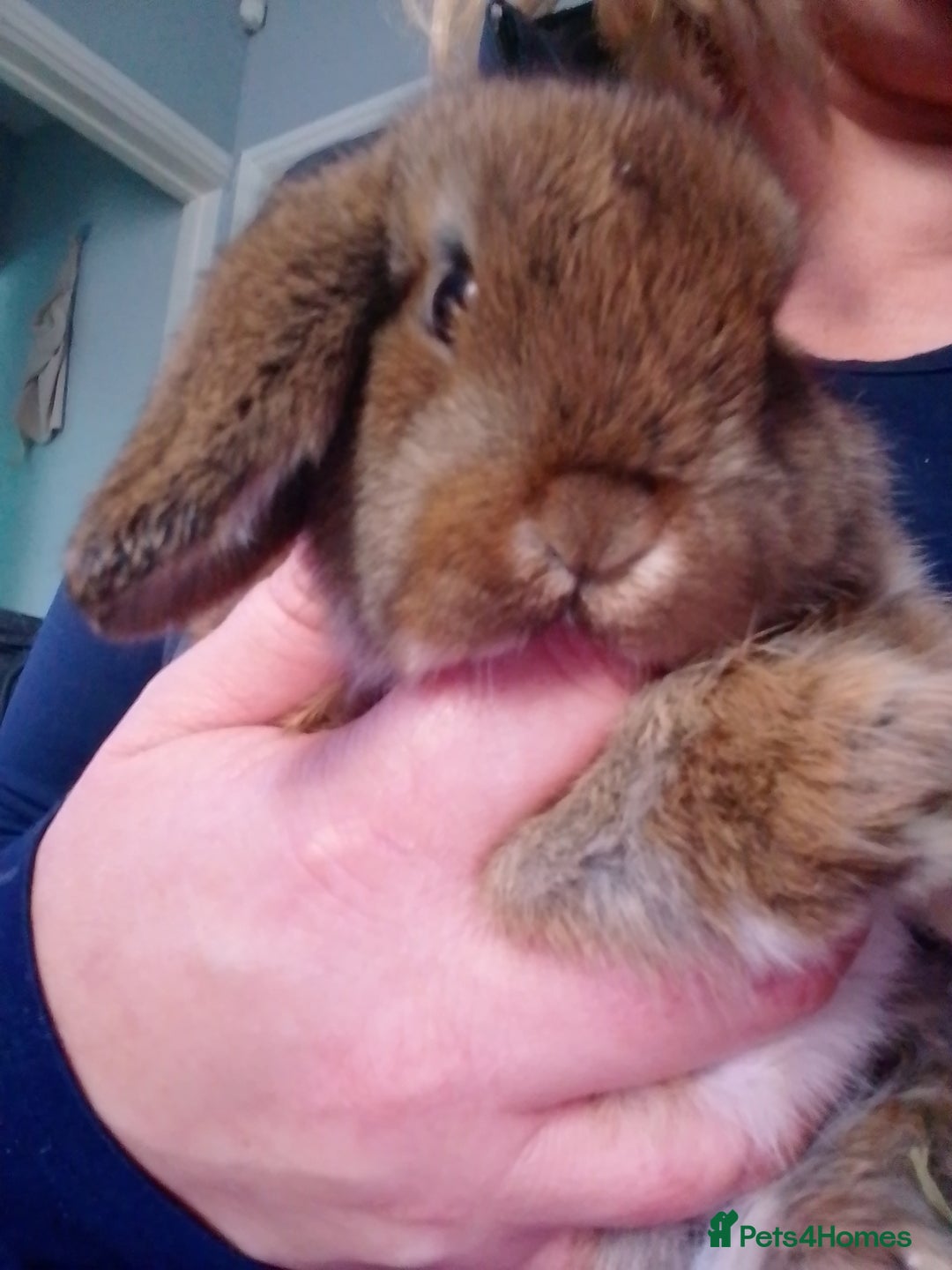 Mini Lop rabbits for sale: Beautiful Mini Lops ready on 14/12 - Advert 8