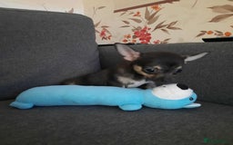 Chihuahua dogs for sale: Lovely chihuahua puppies! - Image 21