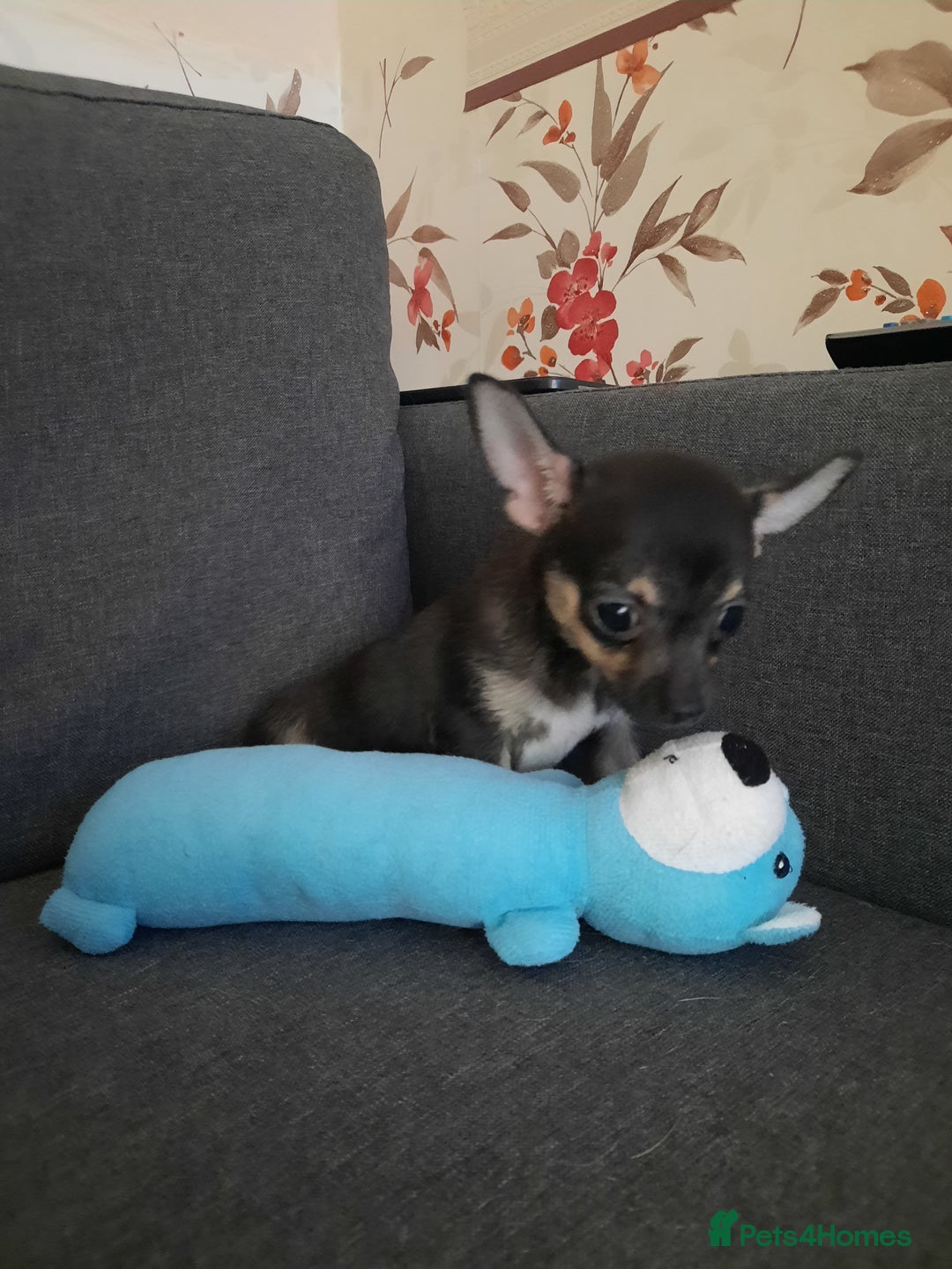 Chihuahua dogs for sale: Lovely chihuahua puppies! - Image 21