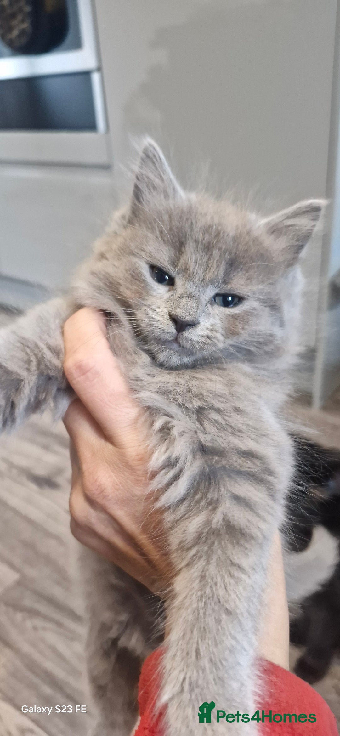 Ragdoll cats for sale: Half ragdoll kittens  - Image 2