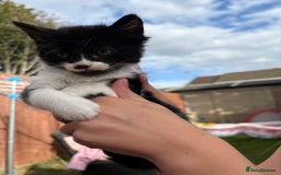 Domestic Shorthair cats for sale: 5 Beautiful kittens ready to leave  - Image 8