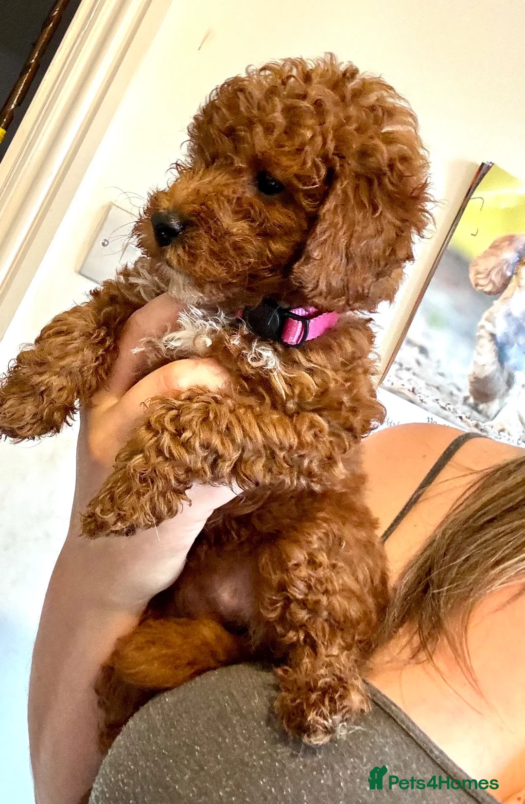 Toy Poodle dogs for sale: ✨ TOY POODLE READY TO LEAVE ❤️ - Advert 1