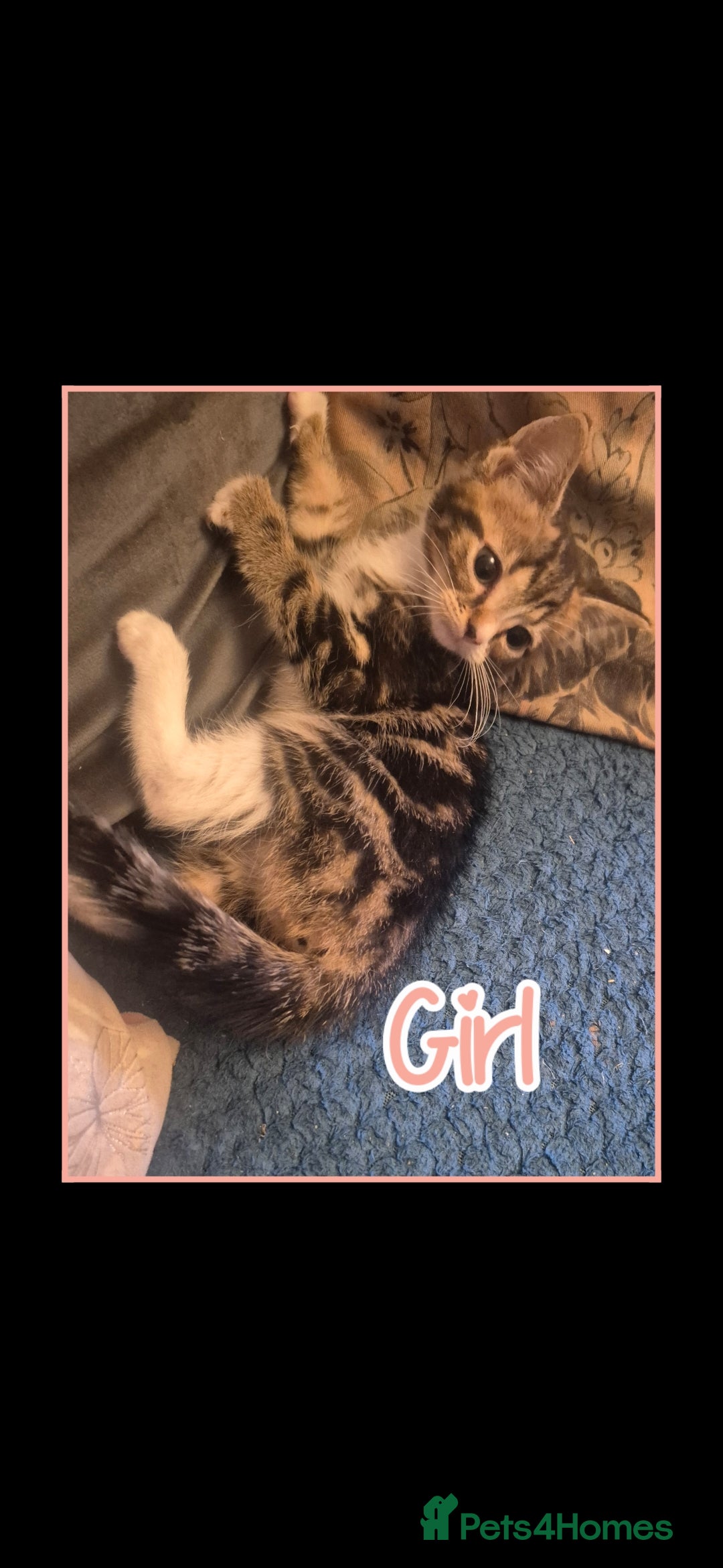 Mixed Breed cats for sale: 😻 Cute kittens. 1 tabby 1 black & 3 black & white - Image 2