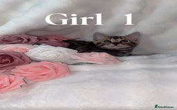 Bengal cats for sale: 2 Female Rosette Bengals (Available Now 8 Weeks) - Advert 8