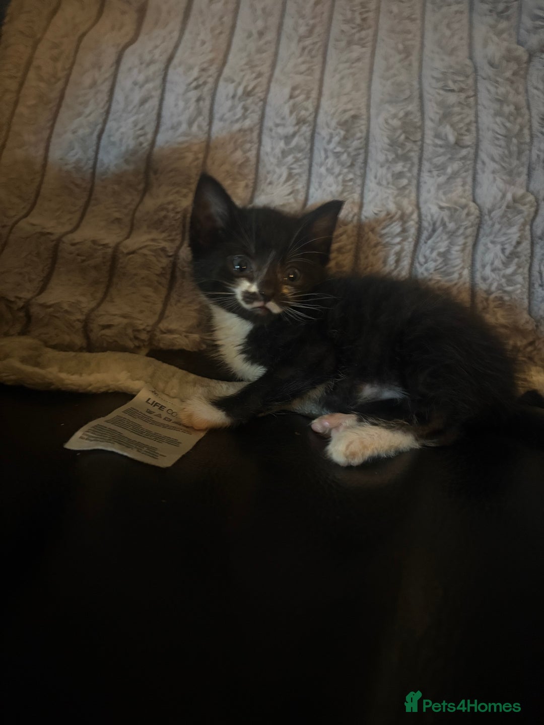 Mixed Breed cats for sale:  Beautiful little kittens needing new homes  - Advert 7