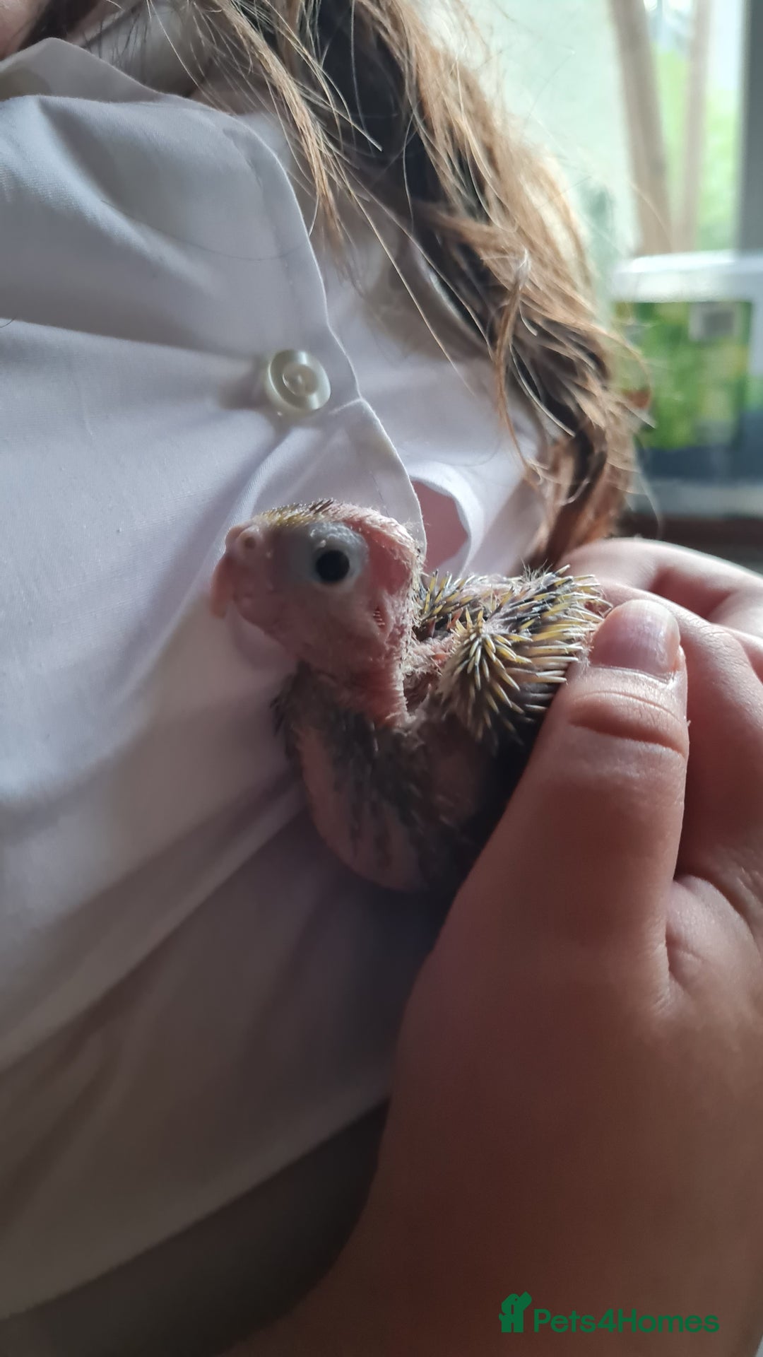 Cockatiels birds for sale: Gorgeous Baby Cockatiels  - Image 2