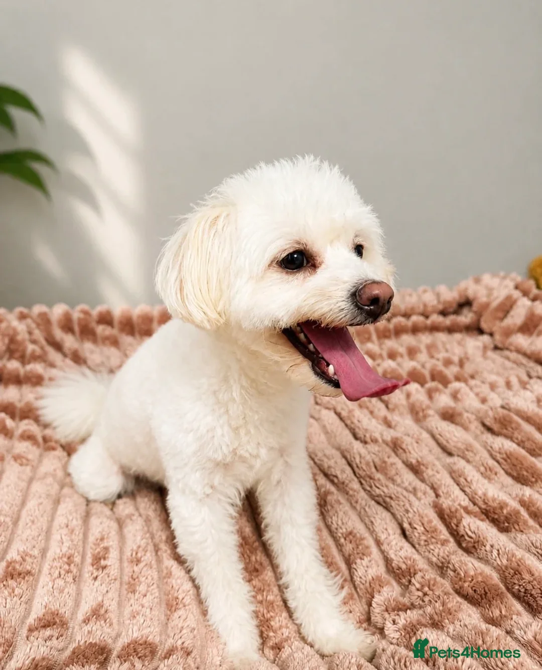 Maltese dogs for sale: Maltese - Advert 2