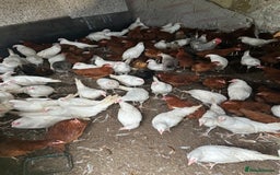 Chickens poultry for sale: Point of lay Pullets  - Image 3