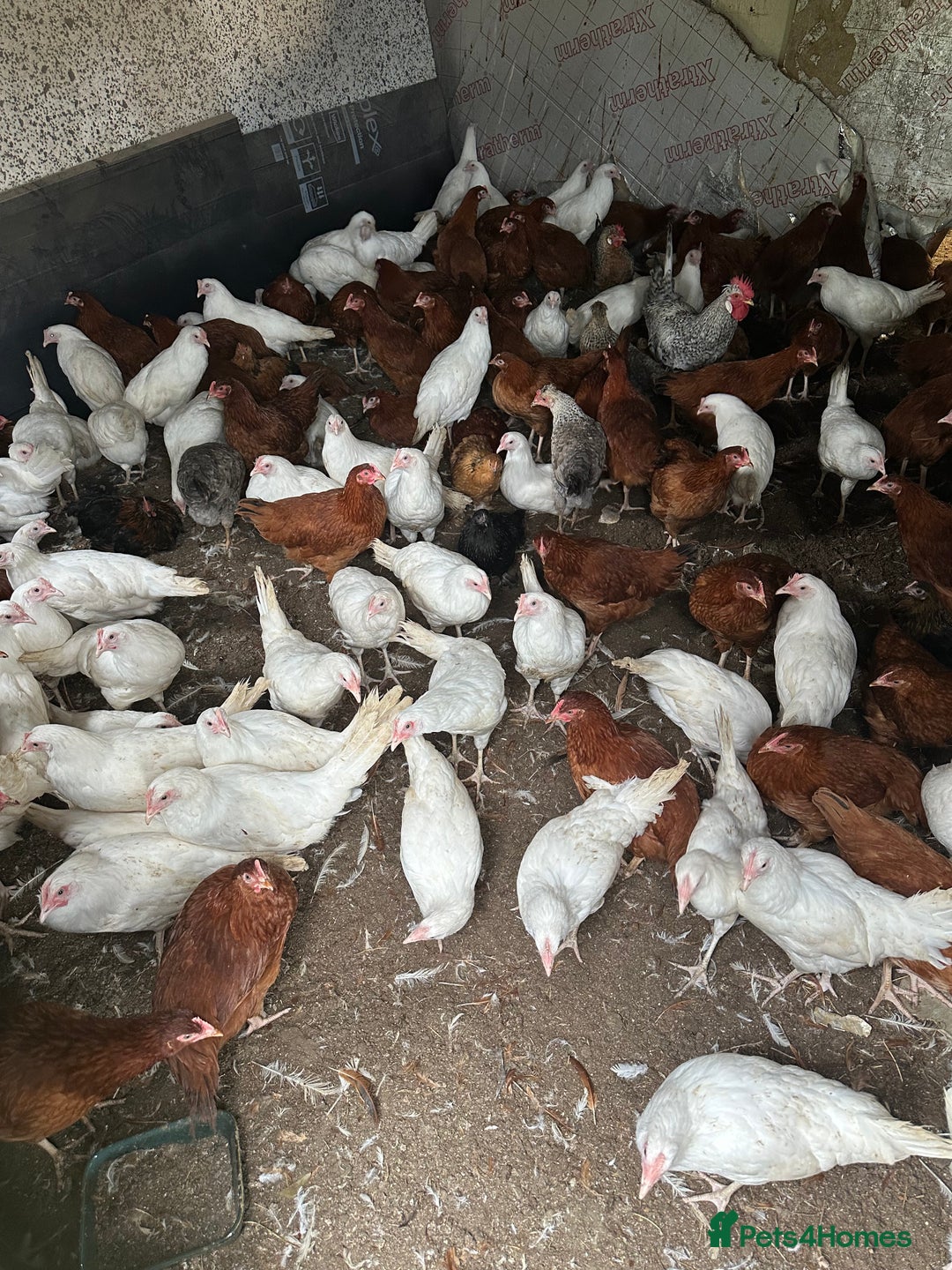 Chickens poultry for sale: Point of lay Pullets  - Image 3