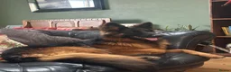 German Shepherd dogs for sale: Outstanding KC Registered German Shepherd Puppies - Advert 12