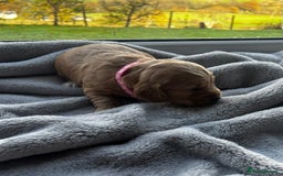 Cocker Spaniel dogs for sale: ✨ Cuddles Await from our Cocker Spaniel Pups  - Image 34