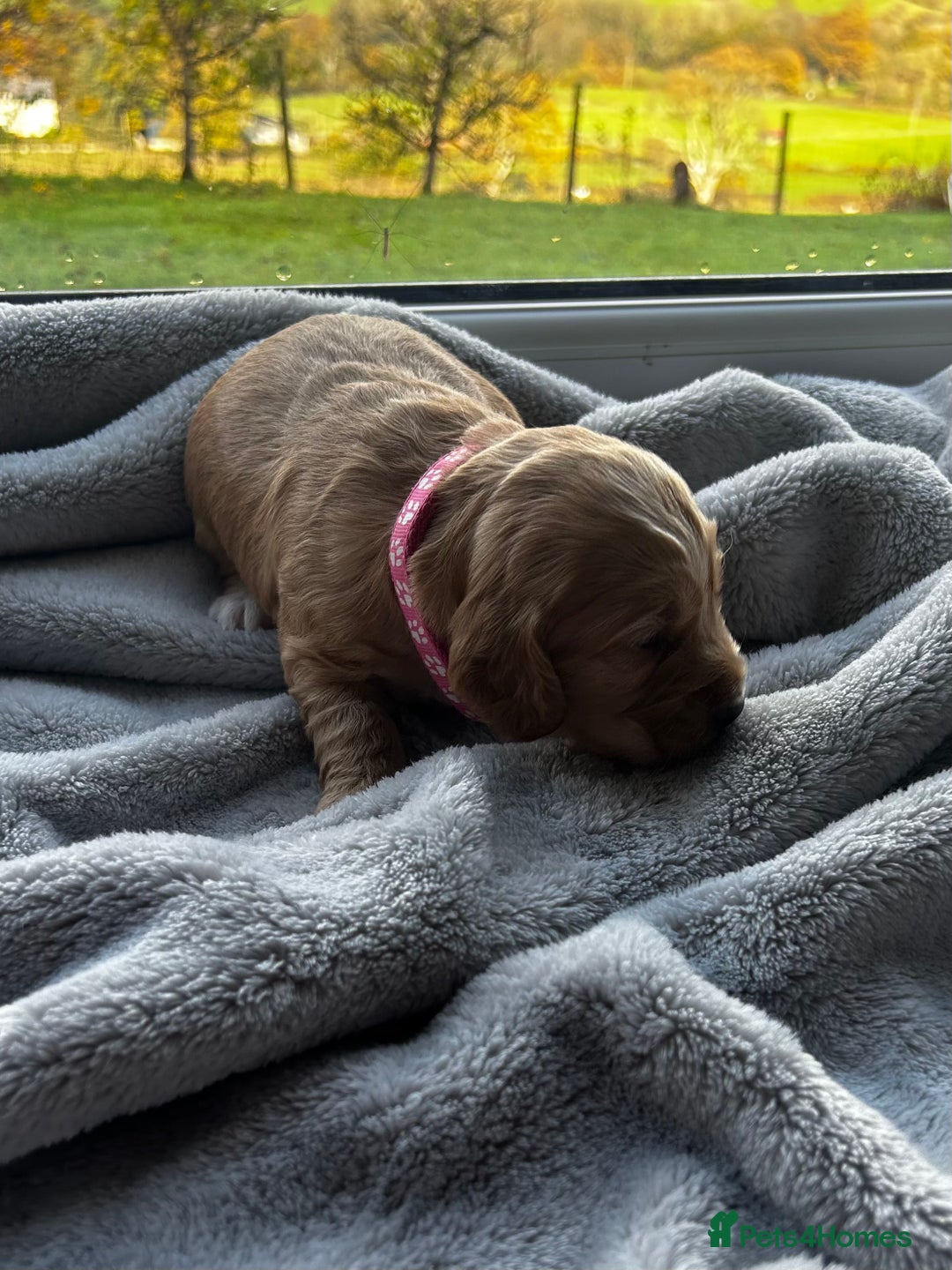 Cocker Spaniel dogs for sale: ✨ Cuddles Await from our Cocker Spaniel Pups  - Image 34