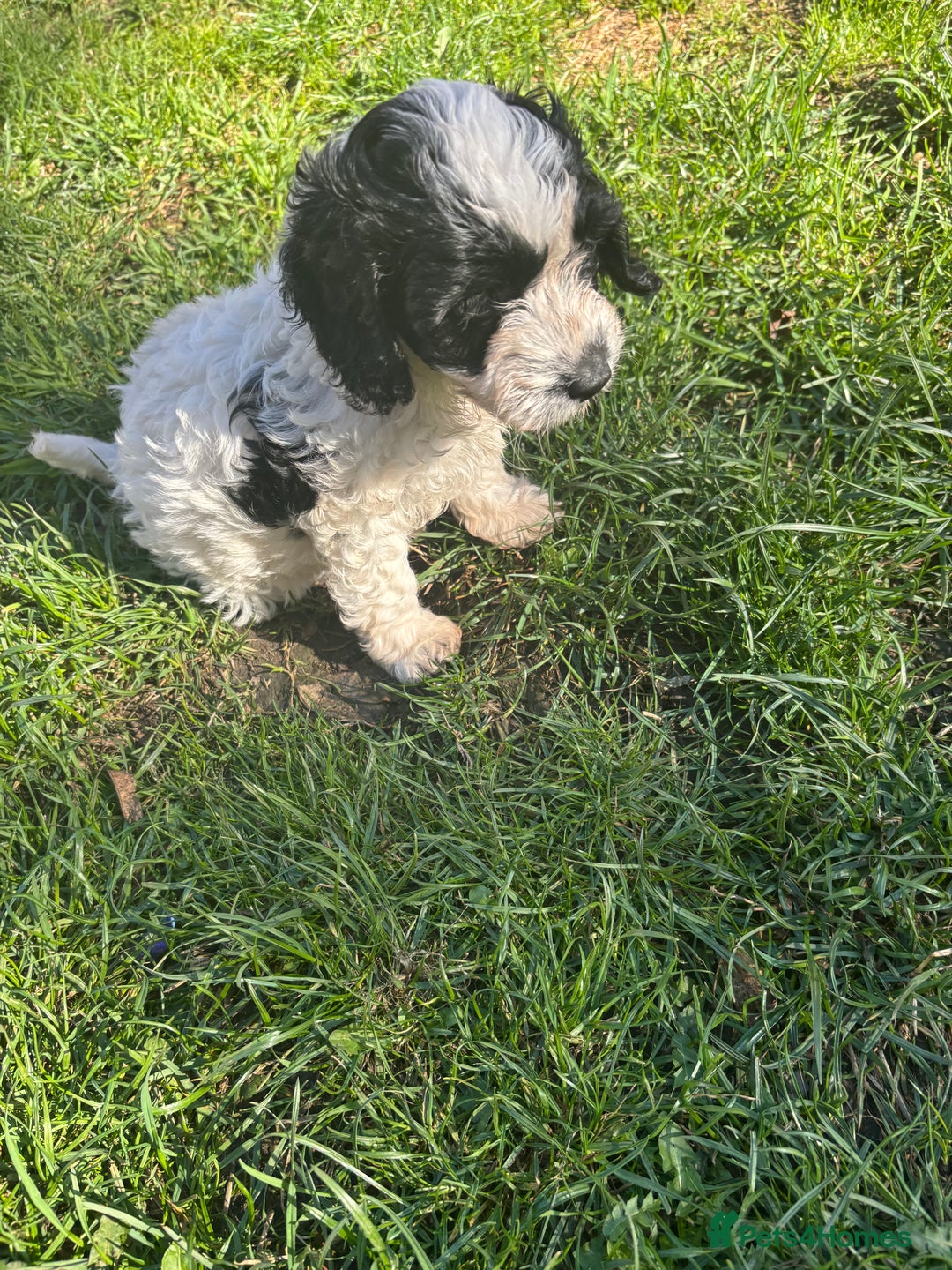 Cockapoo dogs for sale: Cockapoo puppies - Image 5