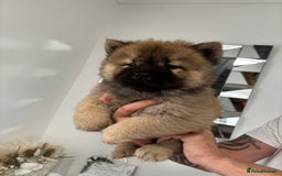 Chow Chow dogs for sale: 🤍  1 STUNNING GIRL LEFT 🐾 READY TO LEAVE 🐾 - Image 19