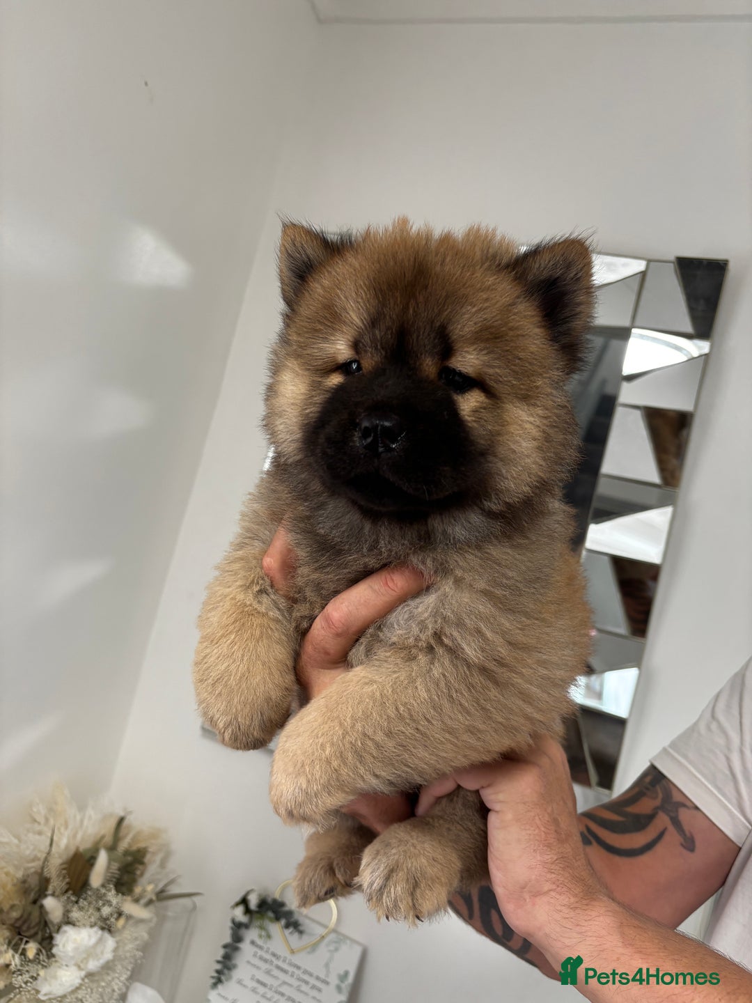 Chow Chow dogs for sale: 🤍  1 STUNNING GIRL LEFT 🐾 READY TO LEAVE 🐾 - Image 19