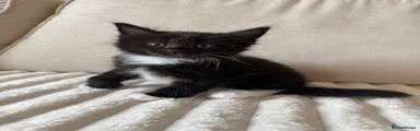 Ragcoon 3