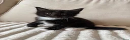 Ragcoon cats for sale: 8 gorgeous Mainecoon x ragdoll babies  - Advert 20