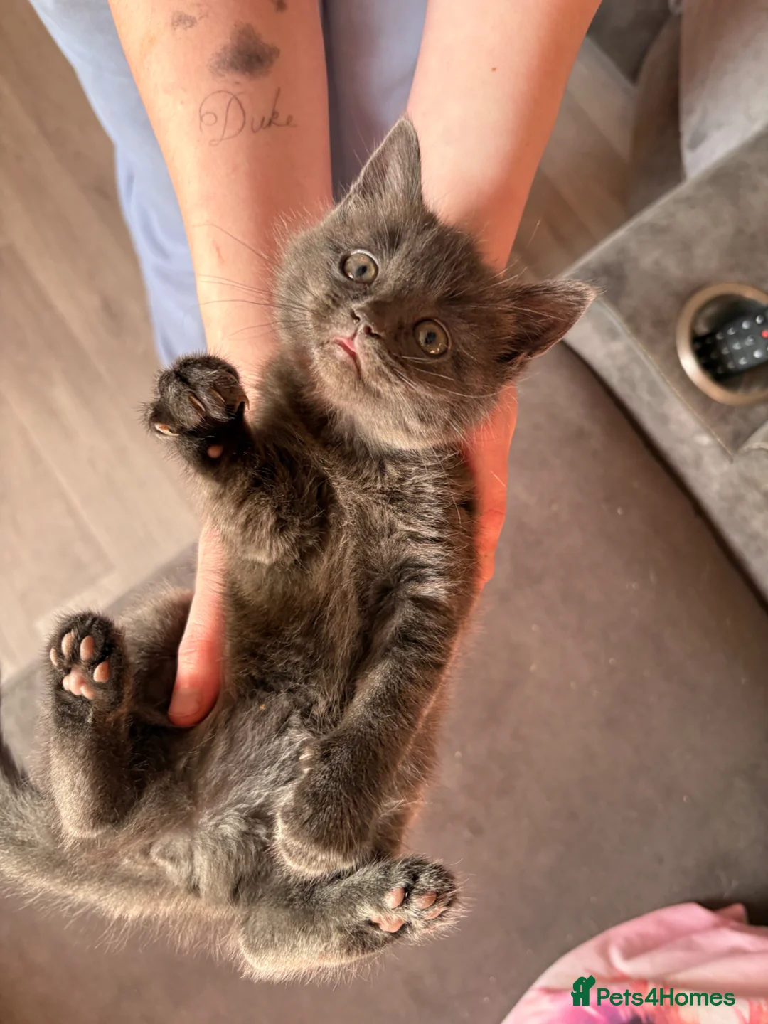 Russian Blue cats for sale: 2 female Russian blue kittens  - Advert 2