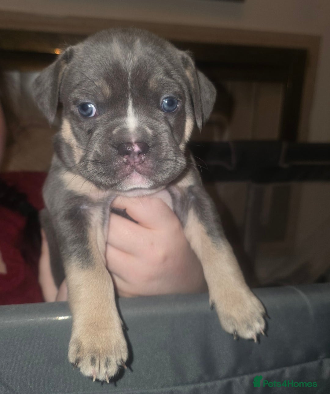 Mixed Breed dogs for sale: Frenchbulldog/pocketbully - Image 5