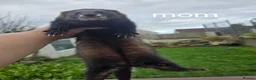 Ferret rodents for sale: 2 beautiful self black Ferret Kits - Advert 10