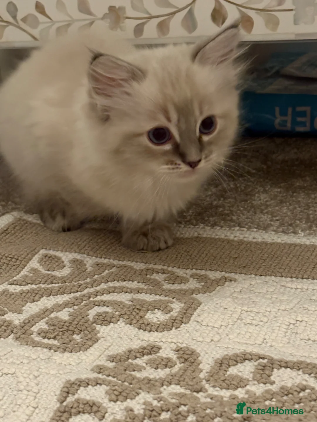 Ragdoll cats for stud: GCCF registered Ragdoll Stud  in London - Advert 6