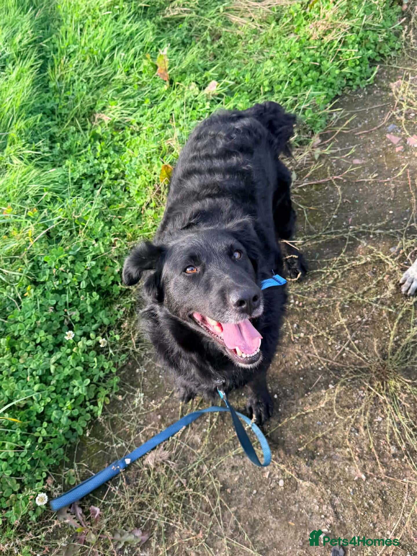 Mixed Breed dogs Say hello to Kiwi 👋  - Advert 1