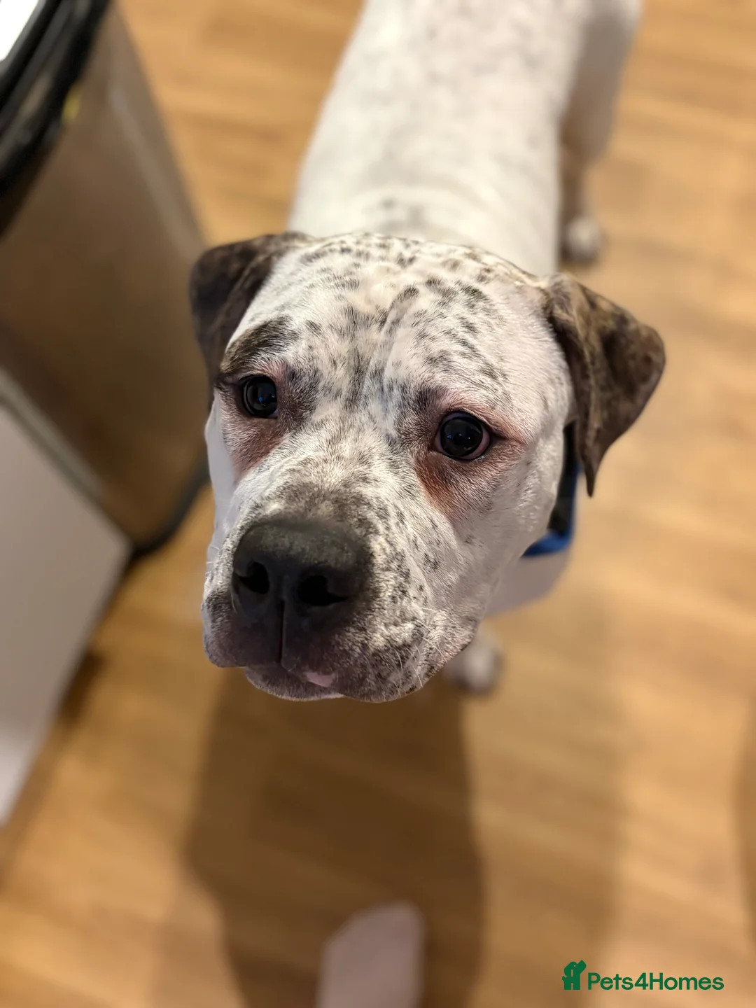 Mixed Breed dogs for sale: 7 month old male  - Advert 2