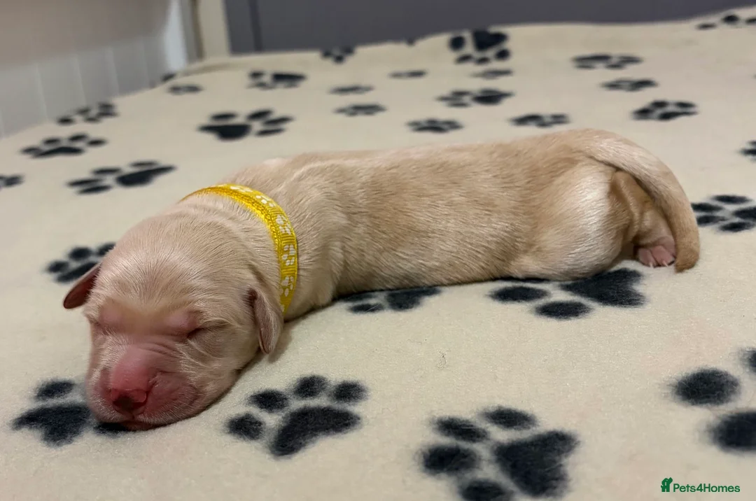 Golden Retriever dogs for sale: GOLDEN RETRIEVER PUPPIES  - Advert 2