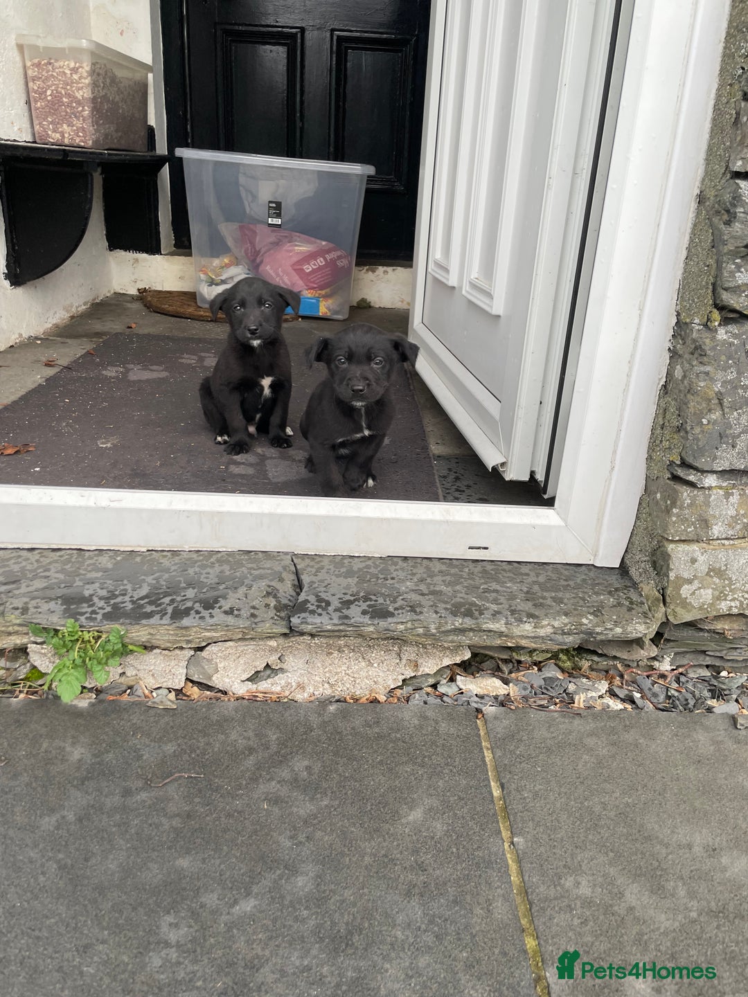 Borador dogs for sale: ⚫️lab x collie puppies ⚪️ - Advert 10