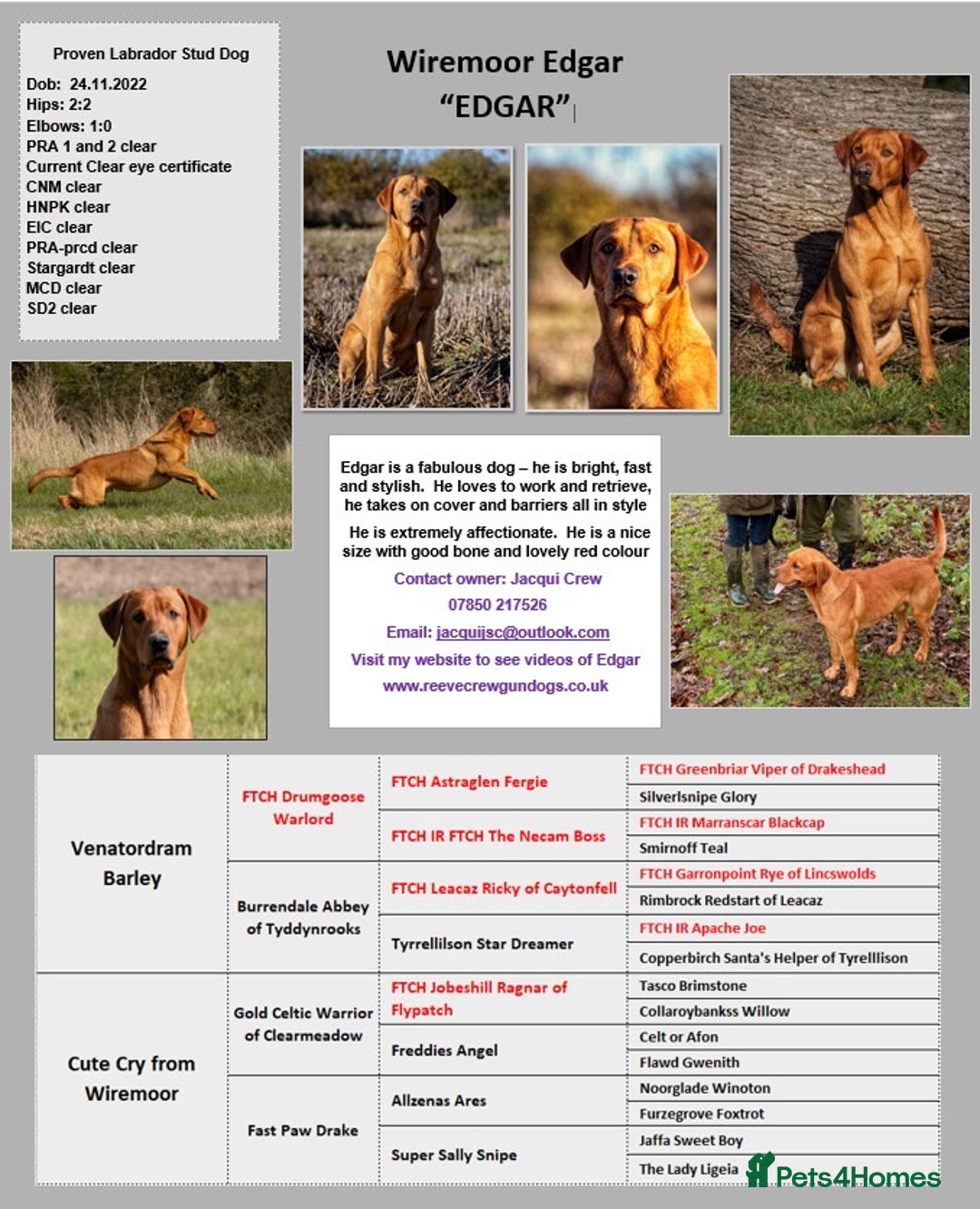 Labrador Retriever dogs for stud: At stud dark yellow /red Labrador  in St Albans - Advert 5