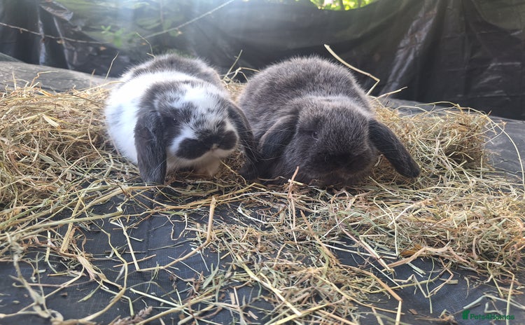 Mini Lop rabbits - Advert 3