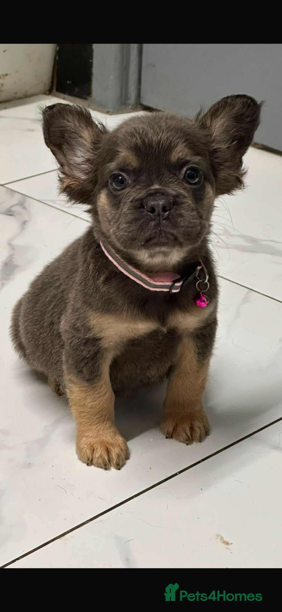 French Bulldog dogs Beautiful fluffy French bulldog pups - Advert 2