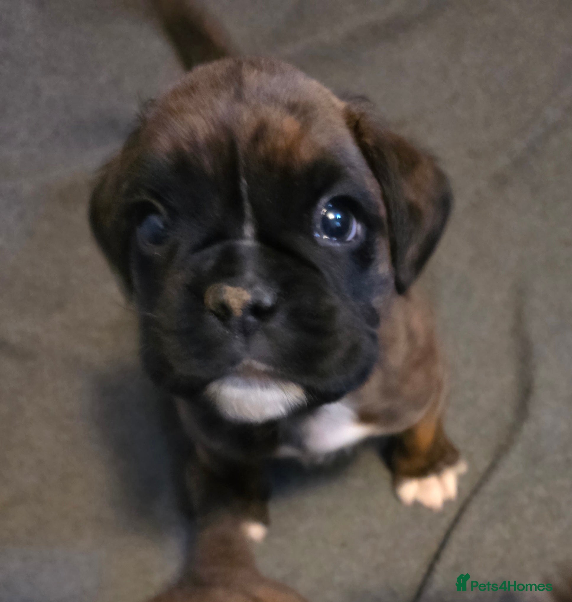 Boxer dogs  1 brindle girl kc reg come take a look x - Advert 14
