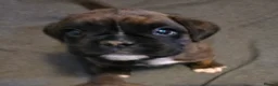 Boxer dogs for sale:  1 brindle girl kc reg come take a look x - Advert 1