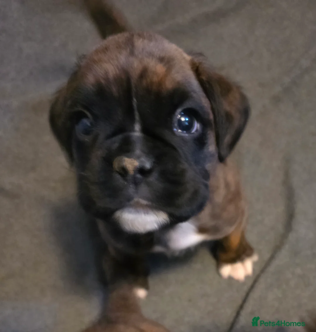 Boxer dogs for sale:  1 brindle girl kc reg come take a look x - Advert 1