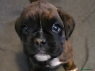 Boxer dogs 1 brindle girl kc reg come take a look x - Advert 14