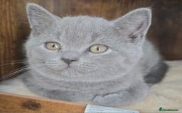British Shorthair cats for sale: Stunning British short hair male - Image 4