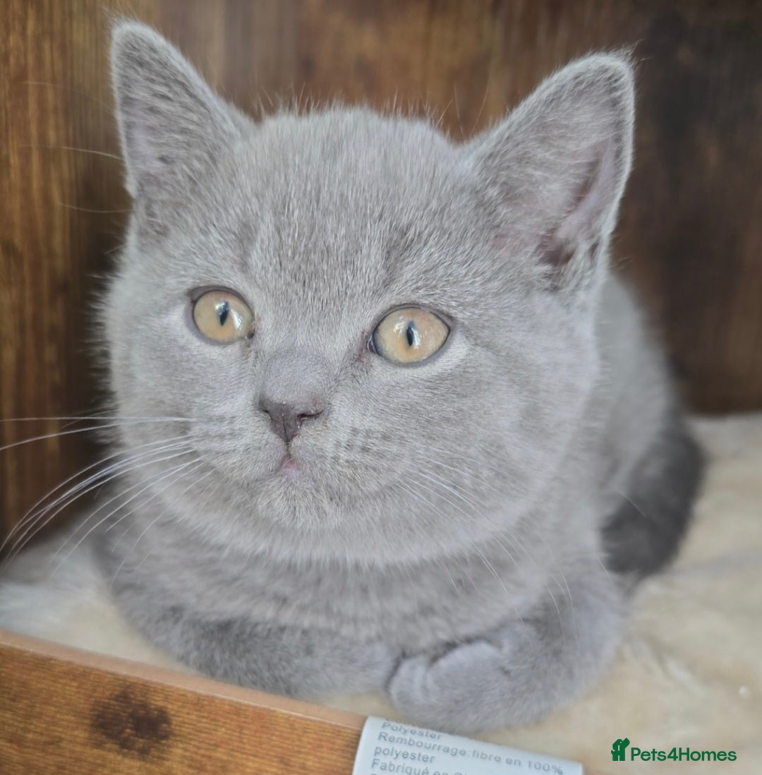 British Shorthair cats for sale: Stunning British short hair male - Image 4