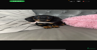 Miniature Dachshund dogs - Advert 1