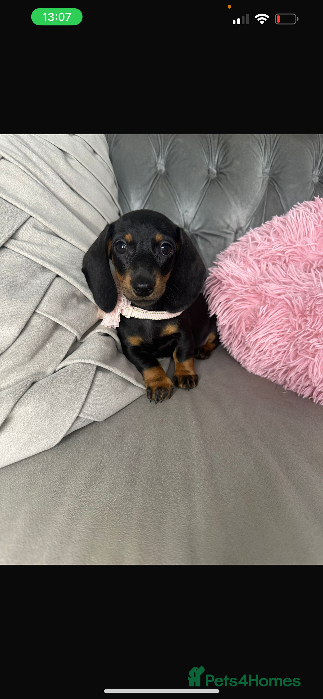 Miniature Dachshund dogs for sale: Miniature dachshund puppies   - Image 2