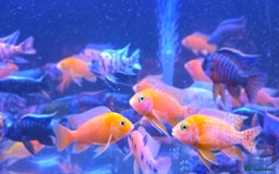 Cichlids fish for sale: Malawi peacocks and haps - Image 3