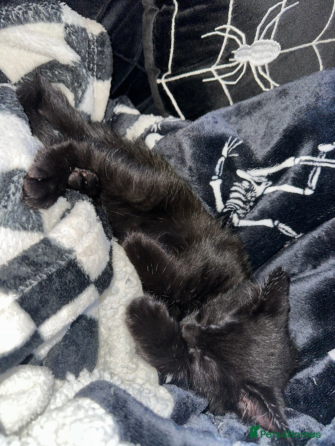 Maine Coon cats for sale: Maine Coon Kittens  - Advert 16