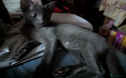 Mixed Breed cats for sale: Adorable short haired kittens - Image 2