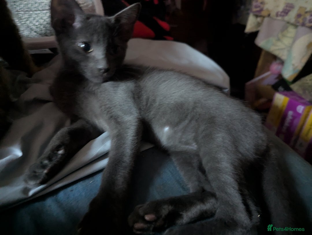 Mixed Breed cats for sale: Adorable short haired kittens - Image 2