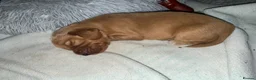 Cocker Spaniel dogs for sale: 4 Beautiful mixed line cocker spaniel puppies 🐶 - Advert 9